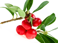 Bearberry Extract