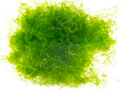 Algae Extract